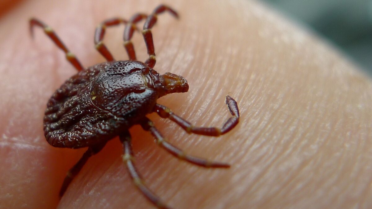 Un hombre muere tras ser infectado con una garrapata en España